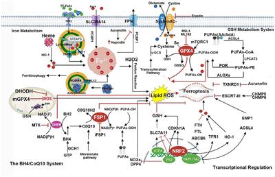 Targeting ferroptosis: a new therapeutic opportunity for kidney diseases